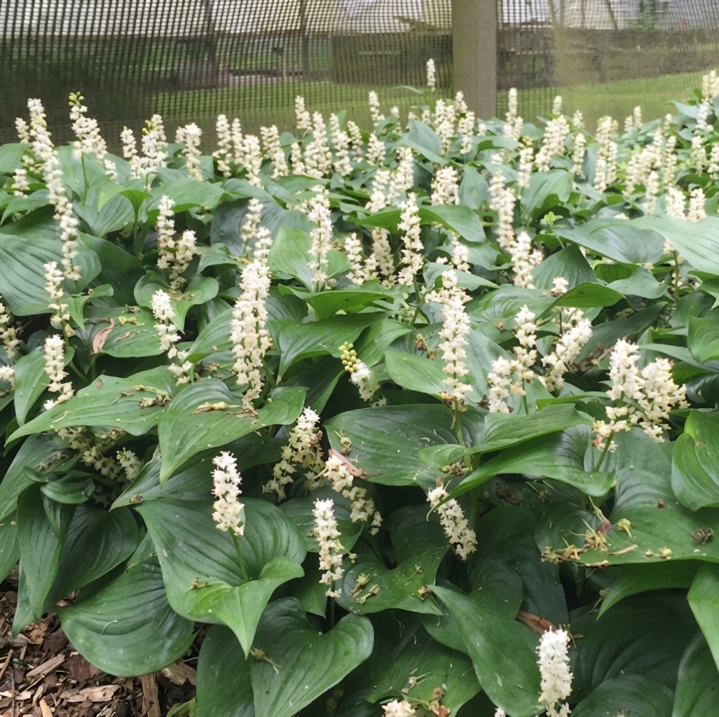 Maianthemum canadense 
